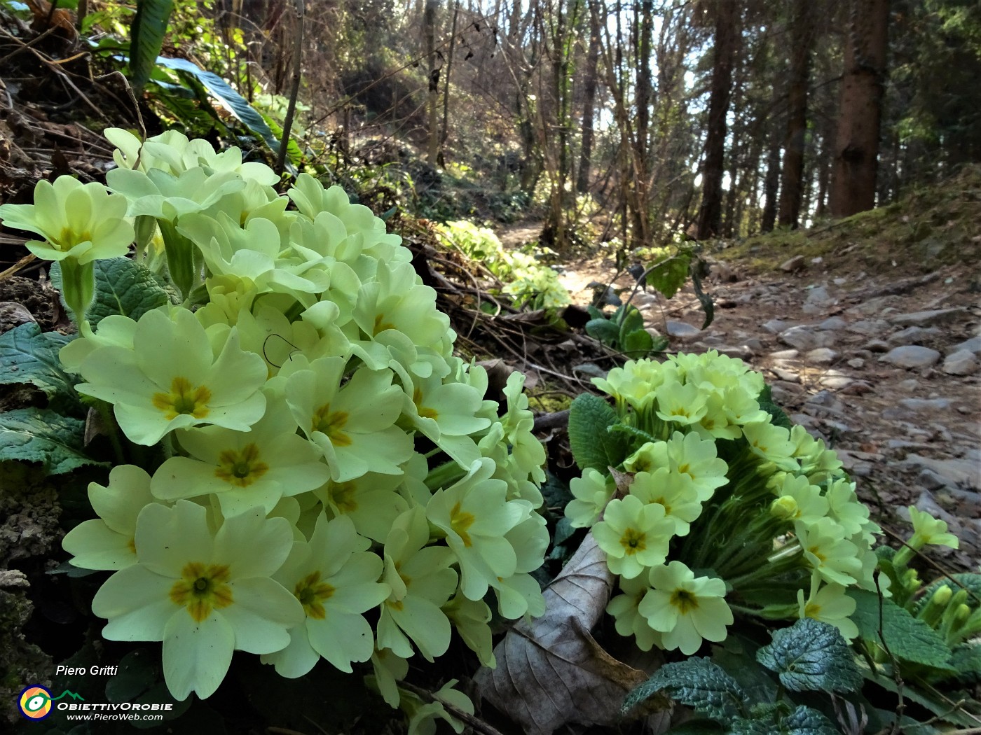 19 Primula vulgaris.JPG